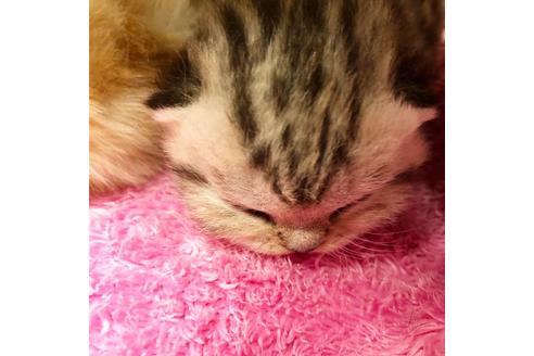 成約済の大阪府のマンチカン-7258の2枚目